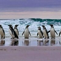 Going with the flow: how penguins use tides to travel and hunt
