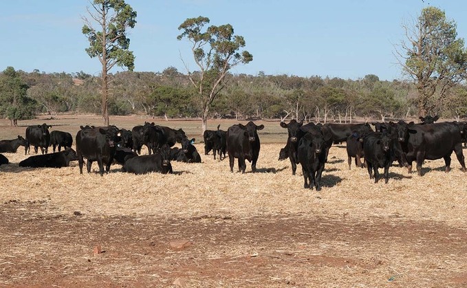 Australia beef exports to China cut as trade tensions escalate