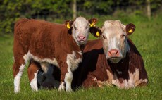 Introducing the finalists for the British Farming Awards Beef Farmer of the Year 2025