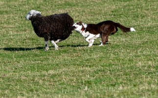 Farmers' testimonies crucial in progression of livestock worrying Bill