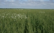 Broadleaf weed survey results revealed for southern NSW