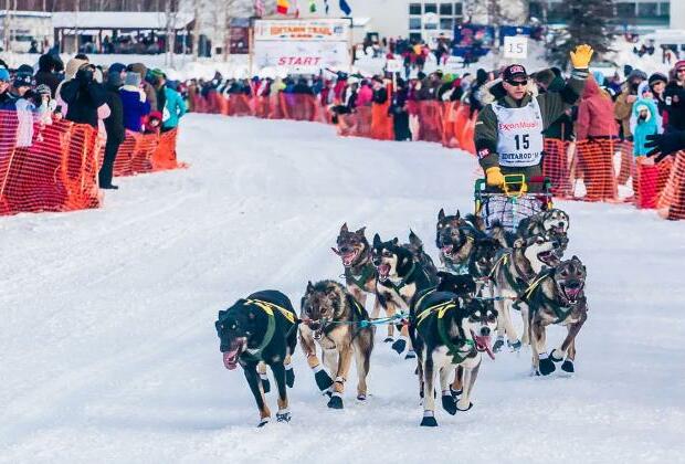 Seavey wins Alaska's 52nd annual Iditarod despite moose encounter