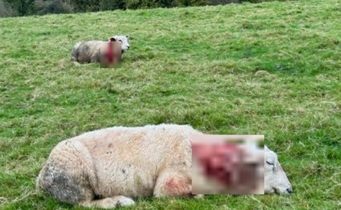 Gloucestershire Constabulary described the ordeal as 'shocking' for the farmer and his livestock