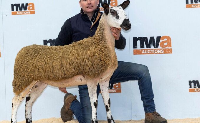 Diamond Delights top at 8,000gns at J36