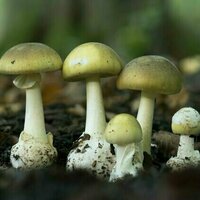 What is iNaturalist? The citizen science app playing an unlikely role in Erin Patterson's mushroom murder trial