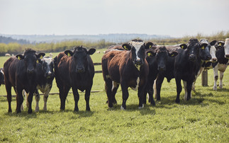 Lidl GB to plough £30bn into British food and farming over next five years