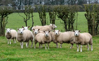 'No excuse' for unfair Northern Irish lamb price