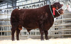 Ruby Red Devons top at 8,200gns