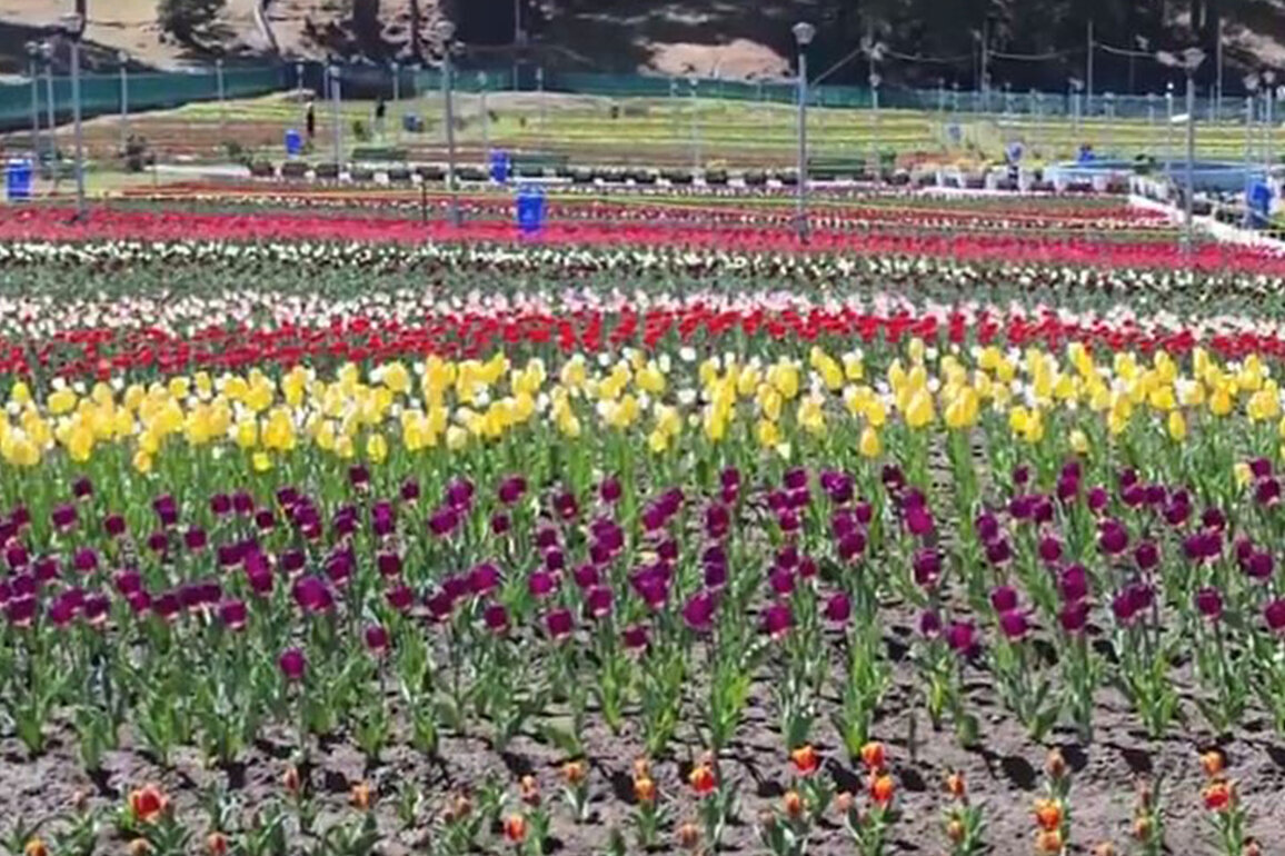 Jammu's biggest Tulip garden set to open soon in Sanasar Valley