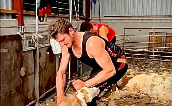 Welsh shearer attempts British Shearing Record