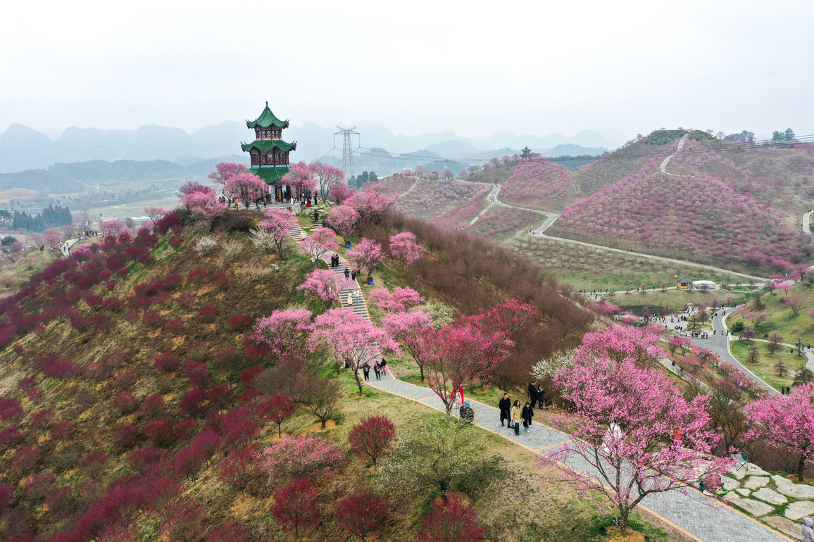 CHINA-GUIZHOU-GUIAN NEW AREA-PLUM BLOSSOM (CN)