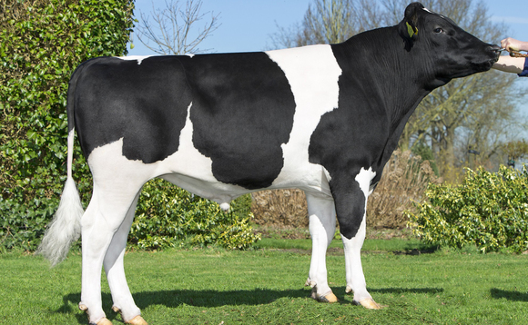 Friesian sire rankings led by Dutch-bred bull