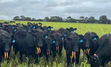Stantons fitted 200 breeding cows with Gallagher's eShephard neckbands in June, as part of a trial.