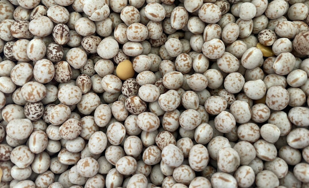 DPIRD in WA has published a new Crop Sowing Guide for 2025.