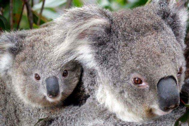 When Aliens Attack: Australia&#039;s Native Species Under Threat