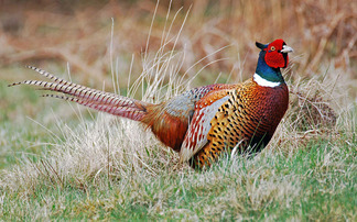 Government launches call for evidence on gamebird shooting