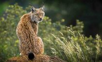 One of four known lynx wildcats dies after being 'abandoned' in Cairngorms National Park