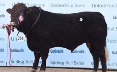 STIRLING BULL SALES: Salers realise 8,000gns