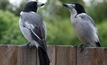  Butcherbird has resources totalling more than 263 million tonnes of manganese ore.