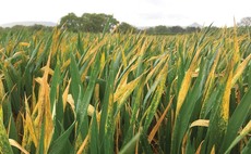 Frost impact on yellow rust infection