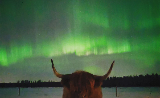Ag in my Land: Finnish farm has Highland cattle and Belted Galloway at its heart