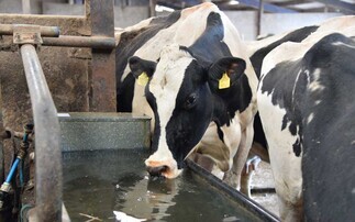 Heat stress in pregnant dairy cows could impact autumn-born calves
