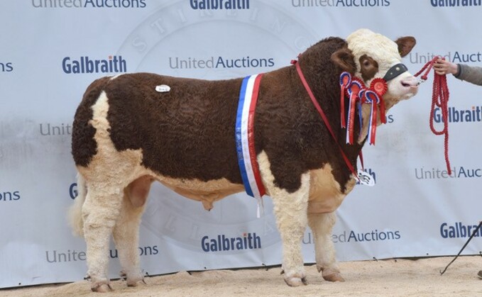 Sale leader, the overall and intermediate Simmental champion, Hemingford Prince Charming, from James Griffin, Huntingdon.