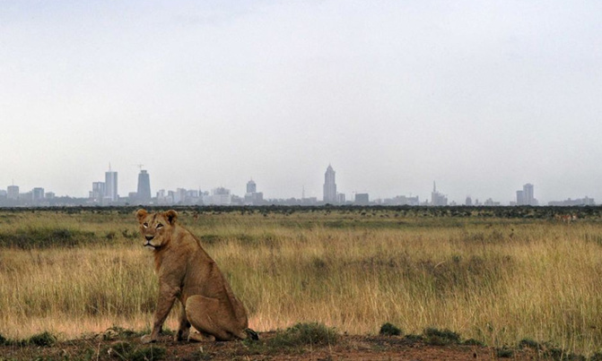Nairobi's famed National Park threatened by railway Nairobi's famed National Park threatened by railway