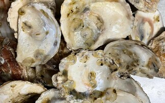 RWE project proves feasibility of offshore wind farm oyster reef restoration