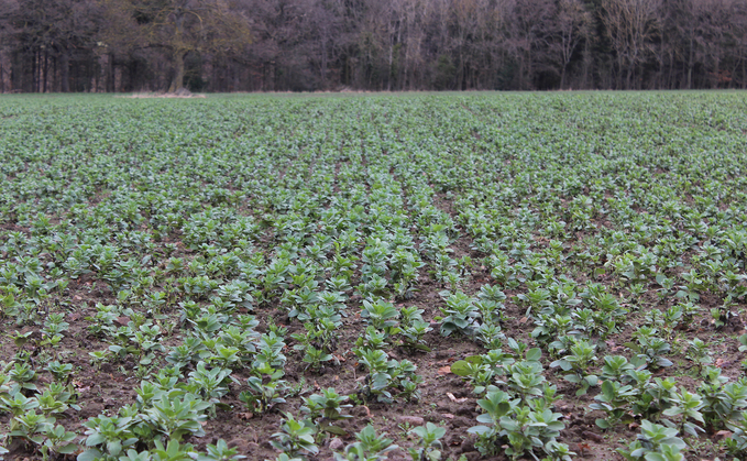 PGRO says farmers should consider growing beans to benefit soil and future crops