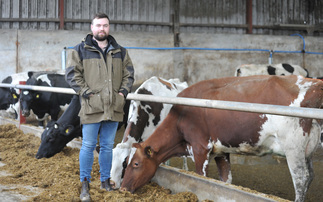 Maize and legumes intercropping boosts home-grown protein on Welsh dairy farm