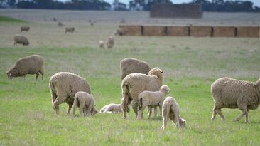 The industry-led plan will feed into The Future Flock strategy. 