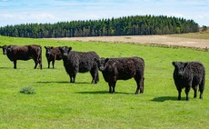 Galloways fit sustainable farming brief