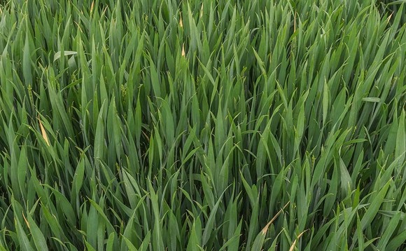 Cereals 2021: Low risk varieties attract attention