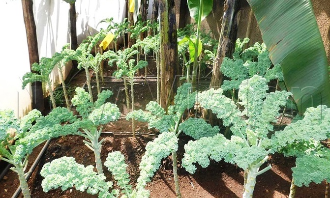How to grow your backyard for a long harvest How to grow your backyard for a long harvest