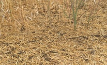  Hail damage in the Messina family's canola crop in WA from the weekend. Picture courtesy Rod Messina.