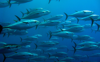  Carrefour and Pacific Island Tuna among eight new firms backing Tuna Transparency Pledge 