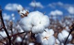 Grain producers can learn from cotton farming