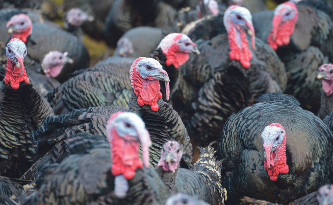 Turkeys in England will be the first to trial a bird flu vaccine