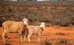 WA state budget may deliver new saleyards