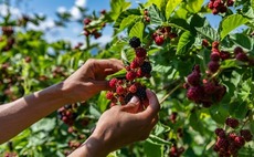 Paine Schwartz to buy Australia's Costa Group