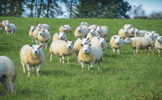 Sheep special: Be aware of Haemonchus contortus