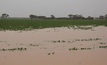  Extensive flooding in NSW and Queensland has devastated crops and pastures in some regions.