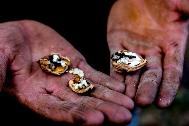 Kyrgyzstan&#039;s ancient walnut forest living through uncertain times