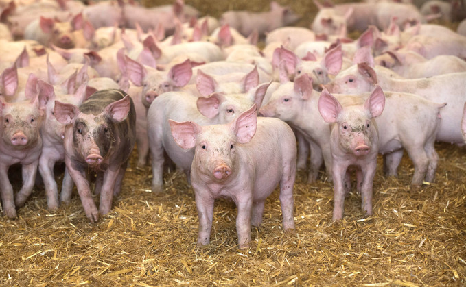 RSPCA Assured announces new welfare standards for pigs