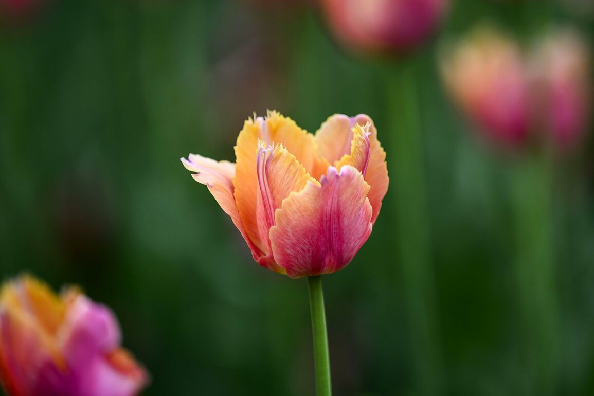 The five senses of spring- How climate change is shaping our experience of the season