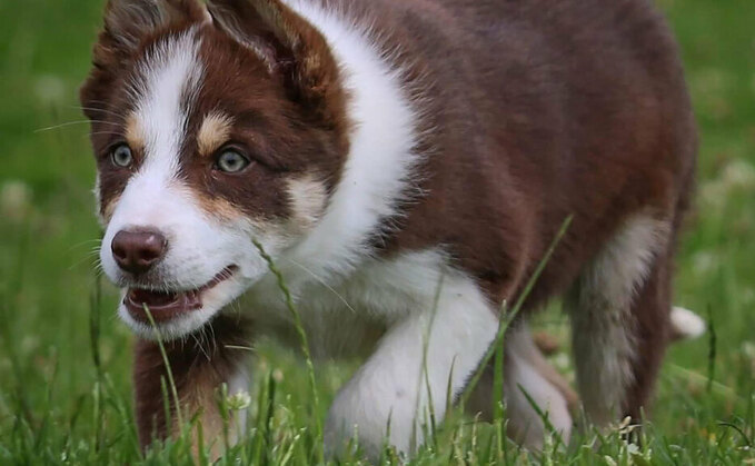 New world record set for sheep dog pup