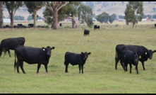  The NSW government is working with a US biotech company to help fast track FMD and LSD vaccines. Photo Mark Saunders.