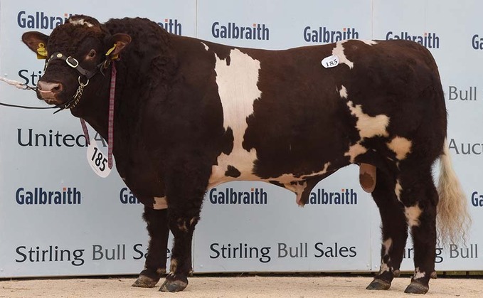 STIRLING BULL SALES: High of 6,200gns for Beef Shorthorn bulls