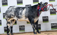Highlights from some livestock sales at auction marks around the UK 